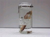 藏品(錘氏小砂(魚丁))的圖片